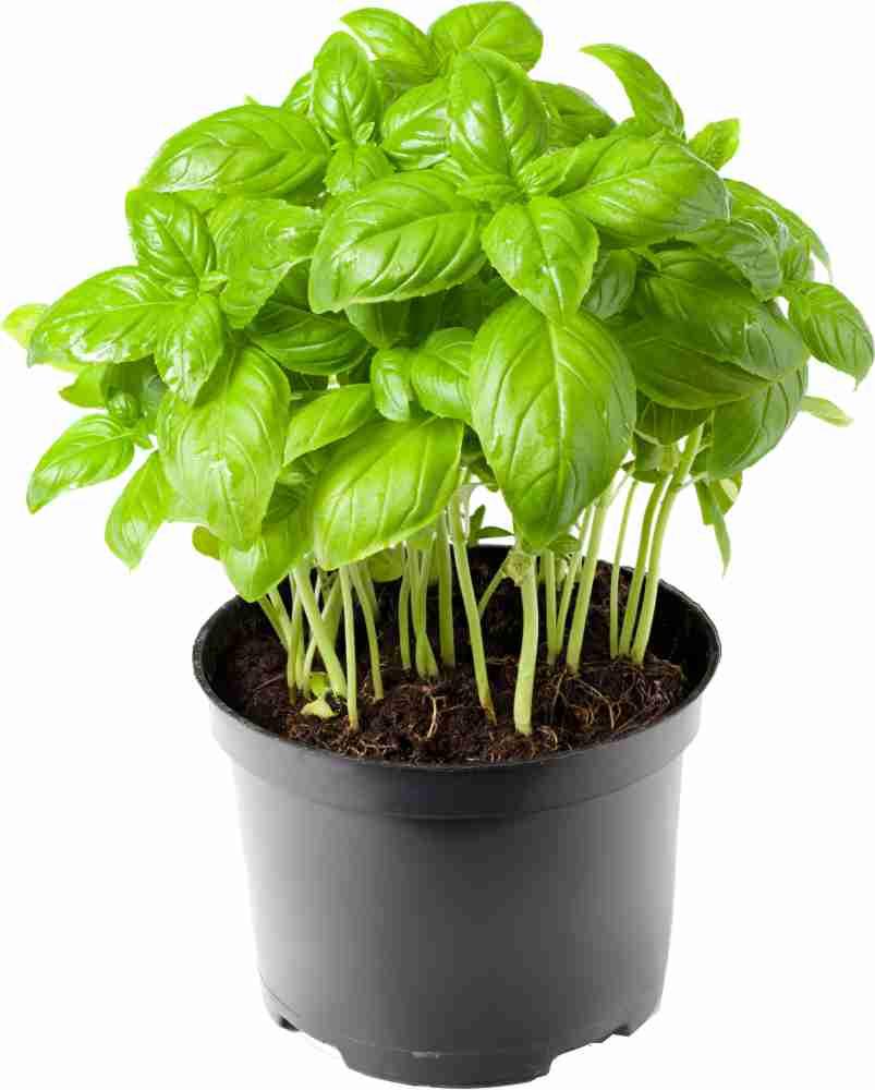 Fresh Basil Plant