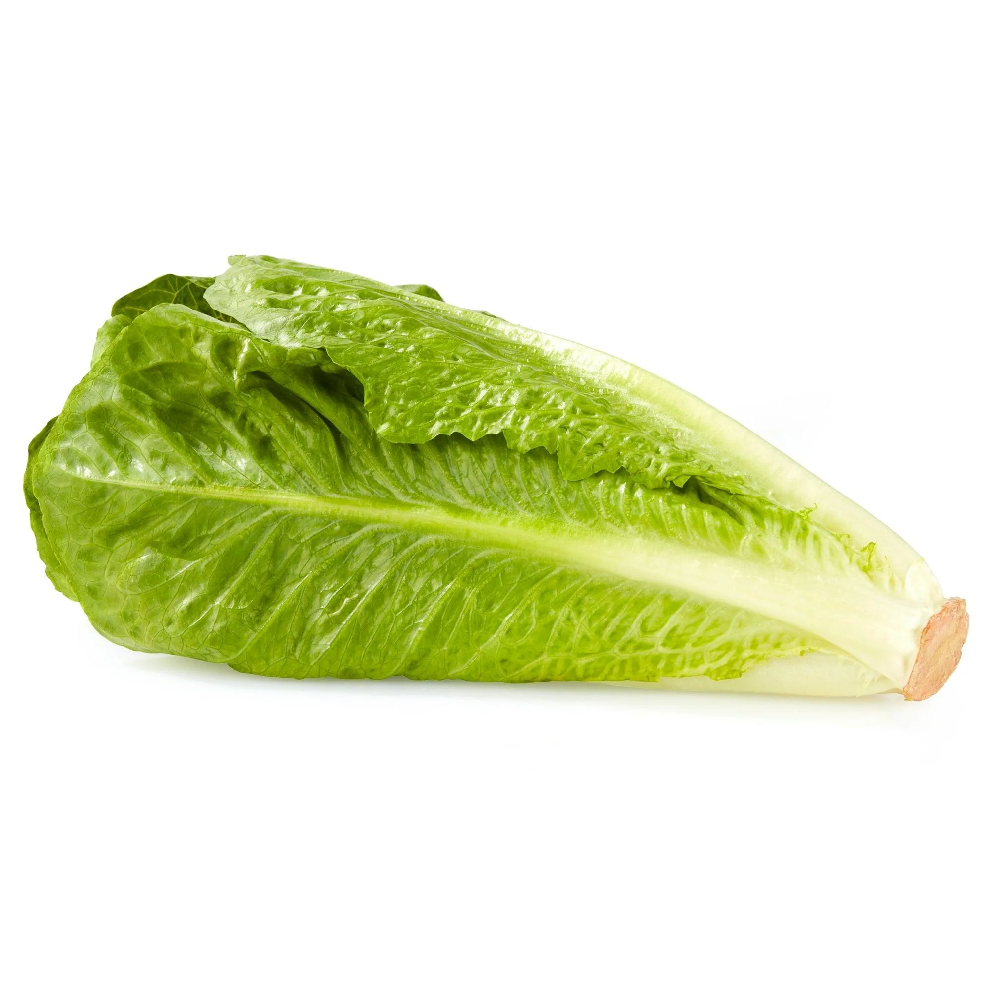Fresh Lettuce-1pcs